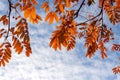 Autumn background. Close-up of branches of rowan with bright orange leaves against the cloudy sky. Royalty Free Stock Photo