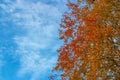 Autumn background with coloful leaves