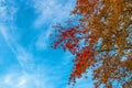 Autumn background with coloful leaves and blue sky