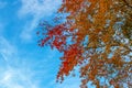 Autumn background with coloful leaves and blue sky