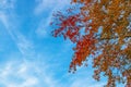 Autumn background with coloful leaves