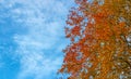 Autumn background with coloful leaves and blue sky