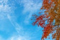 Autumn background with coloful leaves and blue sky