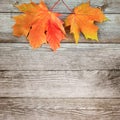 Autumn background with colored maple leaves on old wooden board Royalty Free Stock Photo