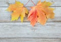 Autumn background with colored maple leaves on old wooden board Royalty Free Stock Photo