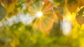 Autumn background colorful ash leaves on a branch sun rays through the leaves Sunny day Royalty Free Stock Photo