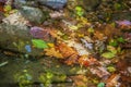 Autumn Background - Colorful fall leaves in a shallow stream with reflections and wet rocks and dappled sunshine - shallow focus