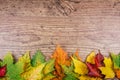 Autumn background with colorful fall maple leaves on rustic wooden table. Thanksgiving holidays concept. Green, yellow Royalty Free Stock Photo