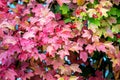 Autumn Background With Colorful Leaves Of Viburnum And Red Berries