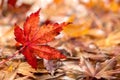 Autumn Background with Colorful Maple Leaves Falling on The Ground Royalty Free Stock Photo