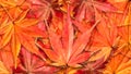 Autumn Background with Colorful Maple Leaves Falling on The Ground Royalty Free Stock Photo