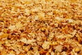 Autumn background with colorful maple leaves laying on the ground. Natural yellow leaf carpet. Royalty Free Stock Photo