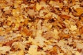 Autumn background with colorful maple leaves laying on the ground. Natural yellow leaf carpet. Royalty Free Stock Photo