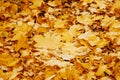 Autumn background with colorful maple leaves laying on the ground. Natural yellow leaf carpet. Royalty Free Stock Photo