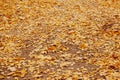 Autumn background with colorful maple leaves laying on the ground. Natural yellow leaf carpet. Royalty Free Stock Photo