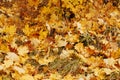 Autumn background with colorful maple leaves laying on the ground. Natural yellow leaf carpet. Royalty Free Stock Photo