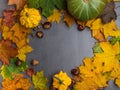 Autumn background with colorful maple leaves and pumpkins, corns, chesnuts, Frame of fall harvest with copy space. Mockup for Royalty Free Stock Photo