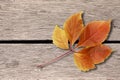 Autumn background. Colorful red and orange fall leave on wooden background