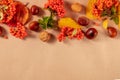 Autumn background with copy space. A design template with fall leaves, chesnuts, and berries, shot from above