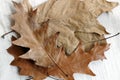 Autumn colors, close-up of oak leaves