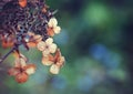 Autumn background of Dead dried hydrangea flowers in soft afternoon light Royalty Free Stock Photo