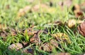 Autumn background. Defocused colorful autumn leaves on the grass in sunny day. Dry leaves texture. Fall blurred background. Royalty Free Stock Photo