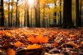 An autumn background with a dense forest, tree branches with vibrant red and orange leaves