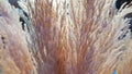 Autumn background of dried fluffy spikelets