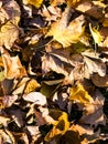Autumn background - dried yellow, green, orange, purple and red leaves of maple, alder, sumac tree, arranged at random. View from Royalty Free Stock Photo