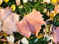 Autumn background - dried yellow, green, orange, purple and red leaves of maple, alder, sumac tree, arranged at random. View from Royalty Free Stock Photo