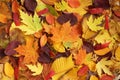 Autumn background - dried yellow, green, orange, purple and red leaves of maple, linden, sumac tree, cherry, arranged at random. Royalty Free Stock Photo