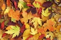 Autumn background - dried yellow, green, orange, purple and red leaves of maple, linden, sumac tree, cherry, arranged at random. Royalty Free Stock Photo