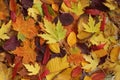 Autumn background - dried yellow, green, orange, purple and red leaves of maple, alder, sumac tree, cherry, arranged at random. Royalty Free Stock Photo