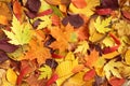 Autumn background - dried yellow, green, orange, purple and red leaves of maple, linden, sumac tree, cherry, arranged at random. Royalty Free Stock Photo