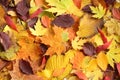 Autumn background - dried yellow, green, orange, purple and red leaves of maple, alder, sumac tree, cherry, arranged at random. Royalty Free Stock Photo