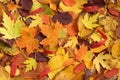 Autumn background - dried yellow, green, orange, purple and red leaves of maple, alder, sumac tree, cherry, arranged at random. Royalty Free Stock Photo