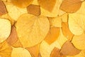 dried yellow, orange and red beech tree leaves. autumn background. Royalty Free Stock Photo