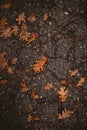 Autumn background. Dry orange foliage lying on asphalt. Fallen oak leaves on road. Autumnal concept