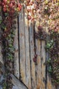 Autumn background with fall colors. Colorful ivy leaves growing on a wooden wall Royalty Free Stock Photo