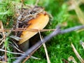 Autumn background. Fall forest season mushroom. Cap of inedible mushroom in green moss, closeup Royalty Free Stock Photo