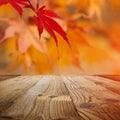Autumn background, fall leaf concept Royalty Free Stock Photo
