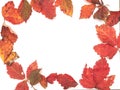 Autumn background with fall leave on white background