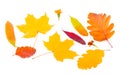 Autumn background of fall leaves on white background Royalty Free Stock Photo