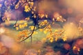 Autumn background. Fall nature. Branch with yellow leaves.