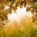 Autumn Background with Fall Oak Leaves Royalty Free Stock Photo