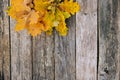 Autumn background of fall oak leaves on the wooden board, top view. Copy space. Space for text. Thanksgiving concept. Royalty Free Stock Photo