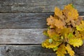 Autumn background of fall oak leaves on the wooden board, top view. Copy space. Space for text. Thanksgiving concept. Royalty Free Stock Photo