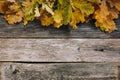 Autumn background of fall oak leaves on the wooden board, top view. Copy space. Space for text. Thanksgiving concept Royalty Free Stock Photo