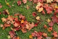 Autumn background with fallen dried colorful maple leaves on the soil