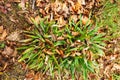 Autumn background with fallen and green leaves Royalty Free Stock Photo